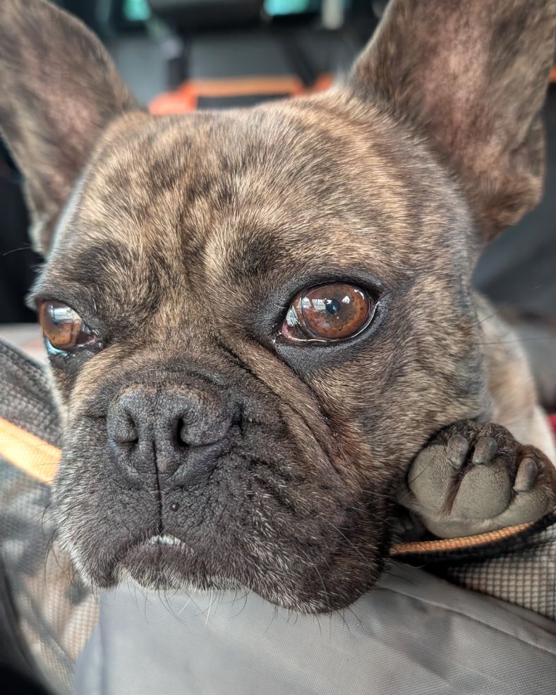 Französische Bulldogge schaut während der Fahrt aufmerksam aus dem Fond des Ford Ranger