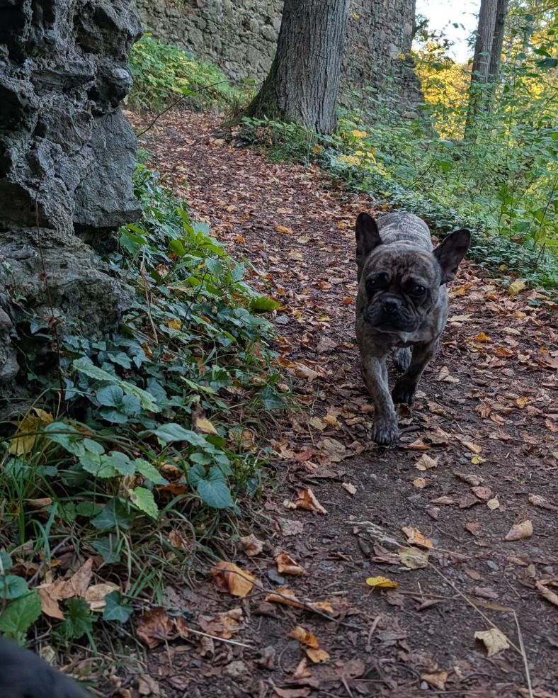 Französische Bulldogge läuft auf einem laubbedeckten Waldweg an einer alten Steinmauer entlang