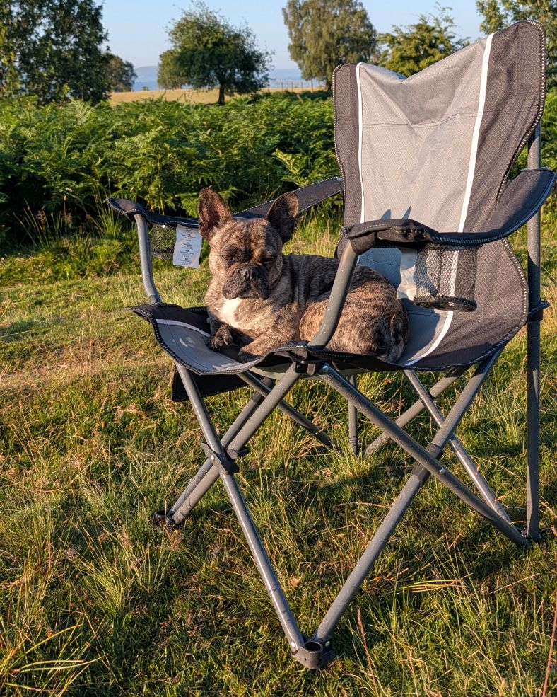 Französische Bulldogge liegt entspannt in einem Campingstuhl auf einer Wiese in der Abendsonne
