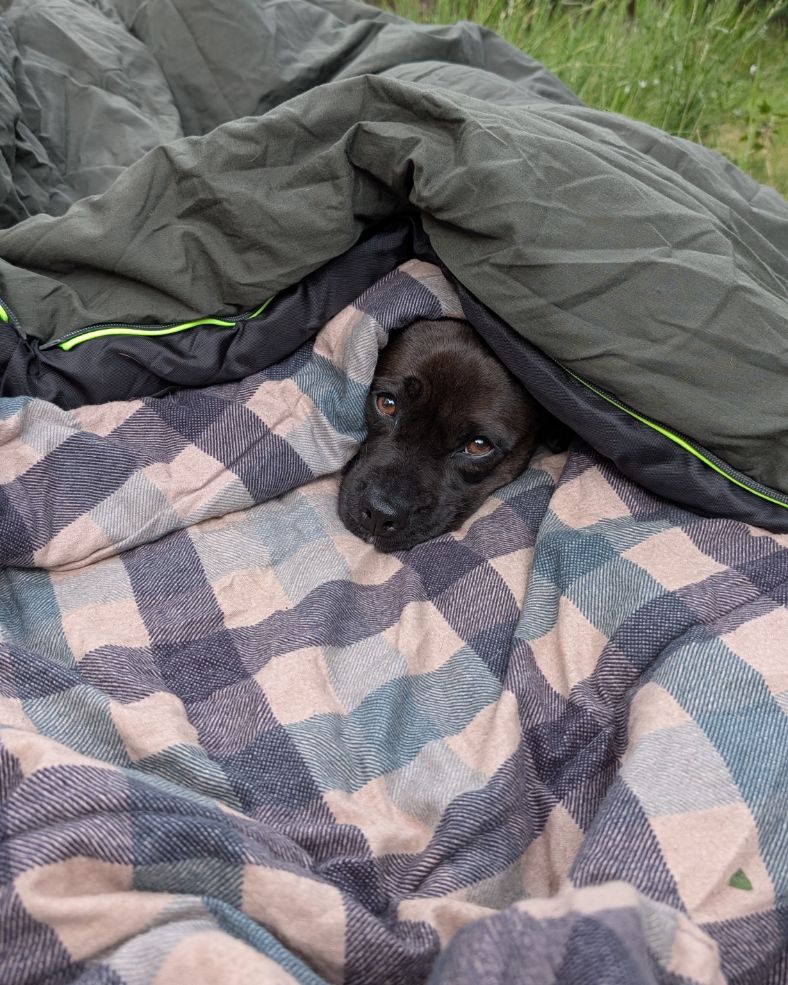 Hund liegt entspannt unter einem Schlafsack auf einer karierten Decke im Grünen