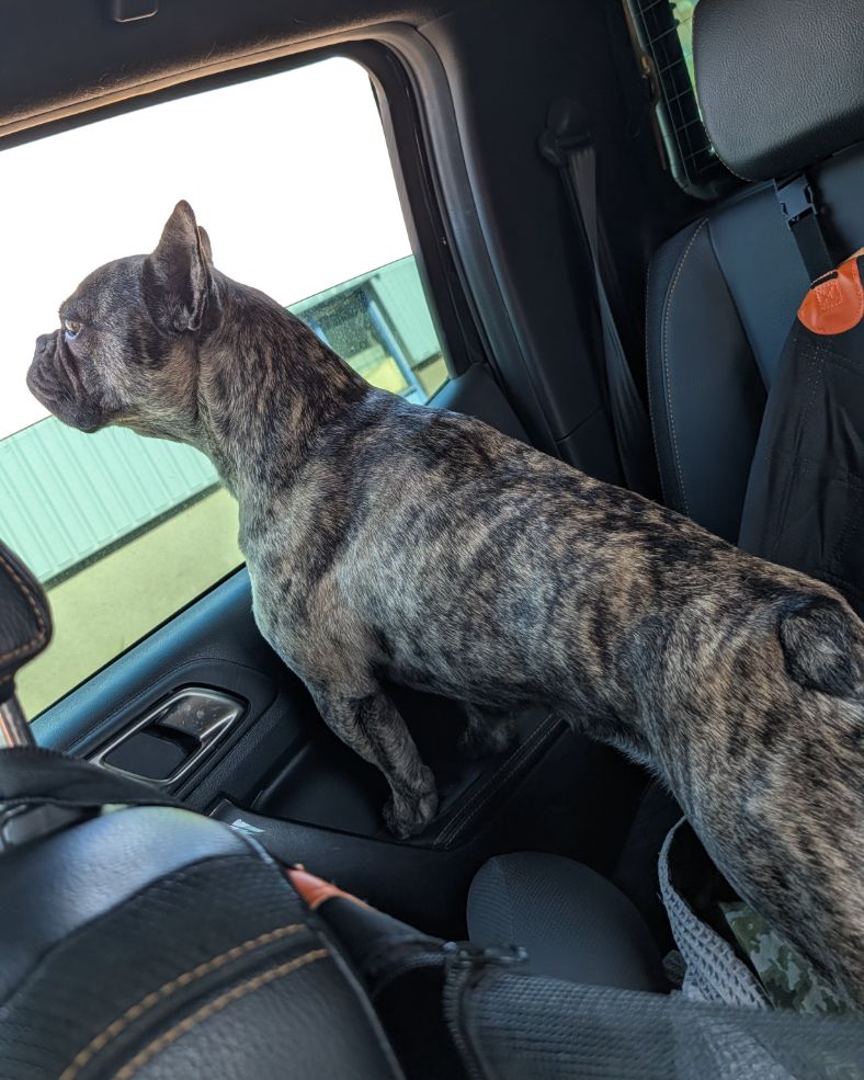 Französische Bulldogge steht auf der Rückbank des Pickups und schaut aus dem Seitenfenster