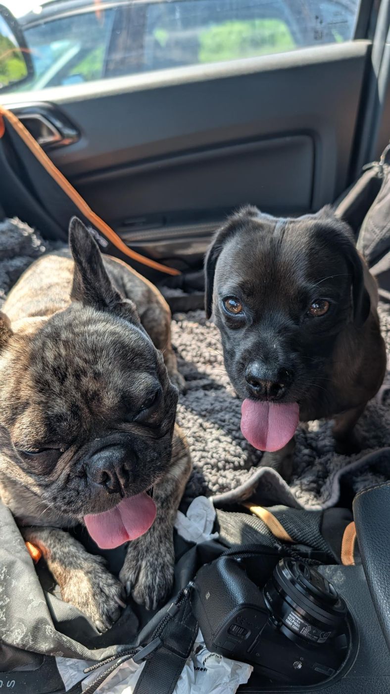 Zwei Hunde auf der Rückbank eines Ford Ranger vor dem Umbau