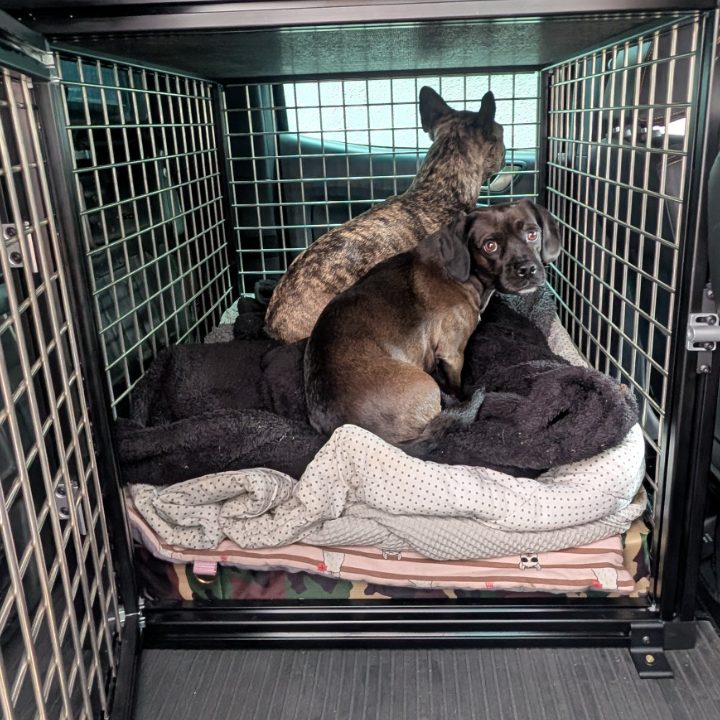 Zwei Hunde in der fertigen DOGFORT Hundebox im Fond des Ford Ranger