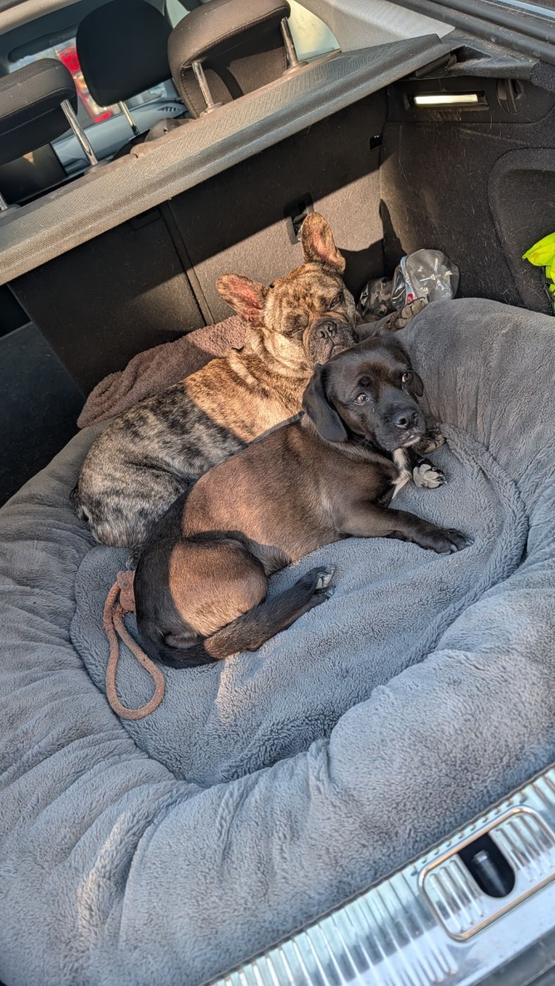 Die zwei Hunde hinter DOGFORT beim Ausruhen im Pickup