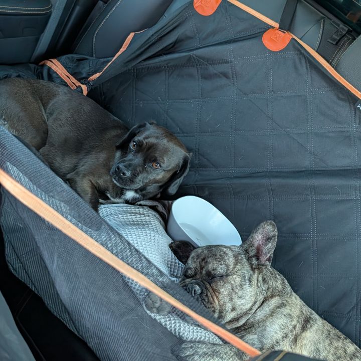 Zwei Hunde liegen auf einer Schondecke auf der Rückbank des Ford Ranger, daneben ein Wassernapf